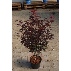 Acer palmatum 'Skeeter's Broom'	C 4,5	40-50