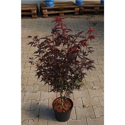 Acer palmatum 'Skeeter's Broom'	C 4,5	40-50