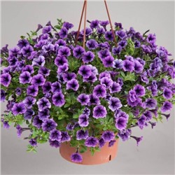 Петуния Littletunia Blue Vein,