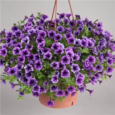 Петуния Littletunia Blue Vein,