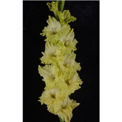 Гладиолус крупноцветковый Малахит