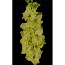 Гладиолус крупноцветковый Прыткая Ящерица