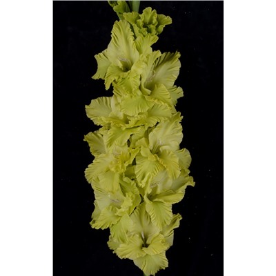 Гладиолус крупноцветковый Прыткая Ящерица