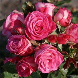 Rosa floribunda Xenia