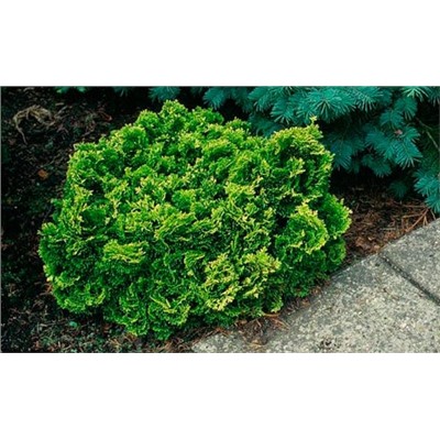 Chamaecyparis obtusa 'Yellowtip' 30-35 cm cont. 7,5L