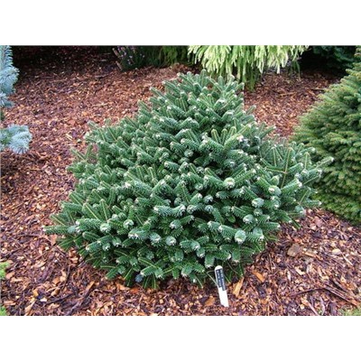 Abies koreana 'Alpine Star'	15-20 cm met kluit