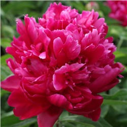 Paeonia herbaceous Zi Tan Sheng Yan (tube) Пион травянистый Песнь Ветра