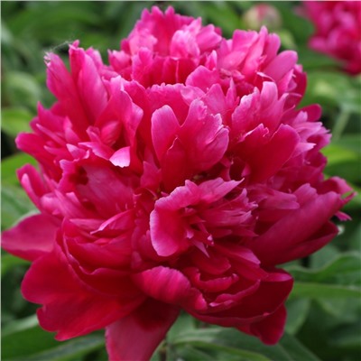 Paeonia herbaceous Zi Tan Sheng Yan (tube) Пион травянистый Песнь Ветра