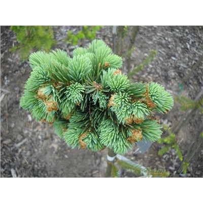 Picea engelmannii 'Straw Delight' 30 cm stam cont. 4,0L
