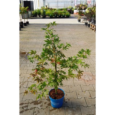 Acer pseudosieboldianum 'North Wind' ®	C 4,5	40-50