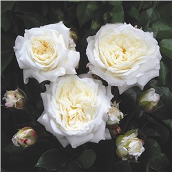 Rosa floribunda Alabaster