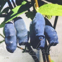 Жимолость съедобная (Lonicera edulis `Фиалка`)С2