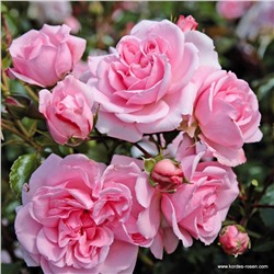 Rosa floribunda Home Und Garden