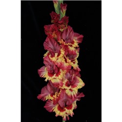 Гладиолус крупноцветковый Марго Экстра