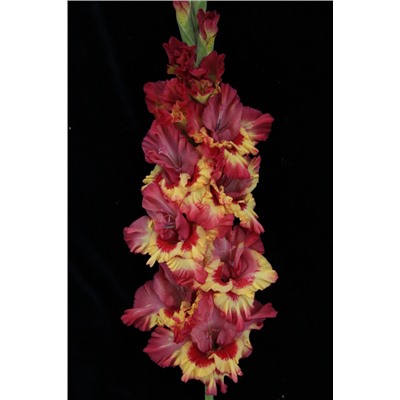 Гладиолус крупноцветковый Марго