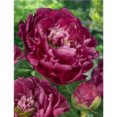 Paeonia herbaceous Louis Van Houtte (tube) Пион травянистый Луи Ван-Гутт