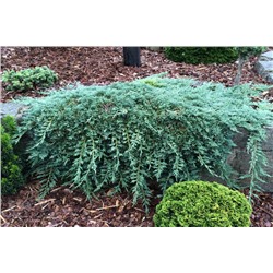 Juniperus horizontalis 'Icee Blue' ®	C2 20-25 cm