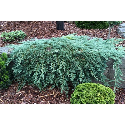 Juniperus horizontalis 'Icee Blue' ®	C2 20-25 cm