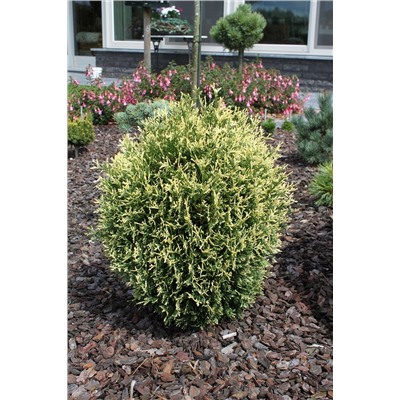 Thuja occidentalis 'Piccadilly'	C2 20-25 cm