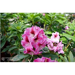 Rhododendron hybriden Děvín