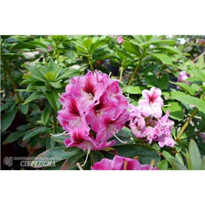 Rhododendron hybriden Děvín