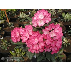 Rhododendron yakushimanum Fantastica