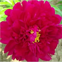 Paeonia herbaceous Ying Xiong Hua (tube) Пион травянистый Храбрый Воин