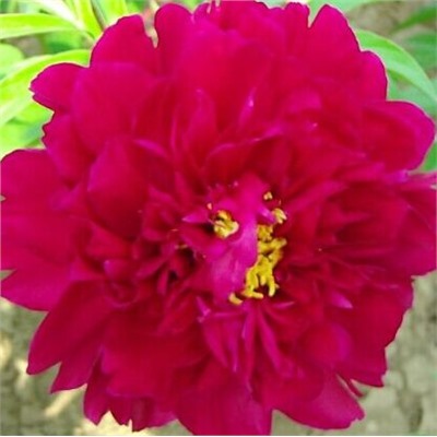 Paeonia herbaceous Ying Xiong Hua (tube) Пион травянистый Храбрый Воин