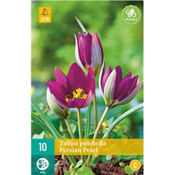 Tulipa Pulchella Persian Pearl * 6/+ * 10 шт