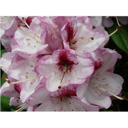 Rhododendron hybriden Hachmanns Charmant