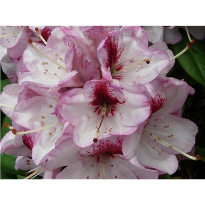 Rhododendron hybriden Hachmanns Charmant