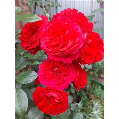 роза Florentina (штамб 140 см.)