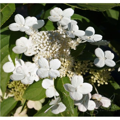 Гортензия метельчатая (Hydrangea paniculata `Dharuma`)	С 10