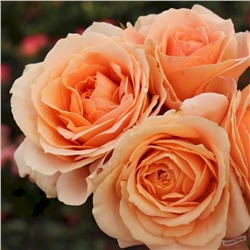 роза IMPALA (штамб 80 см.)