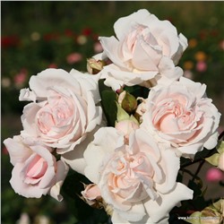 Rosa floribunda Constanze Mozart