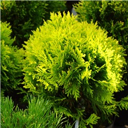 Thuja occidentalis 'Mirjam' ®	C2 20-25 cm