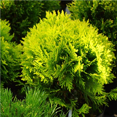 Thuja occidentalis 'Mirjam' ®	C2 20-25 cm