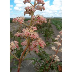 Роджерсия конскокаштанолистная (Rodgersia aesculifolia)C5