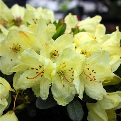 Rhododendron 'Wren' C2/P17