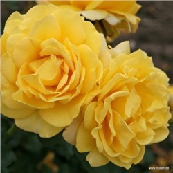 роза SUNMAID (штамб 80 см.)