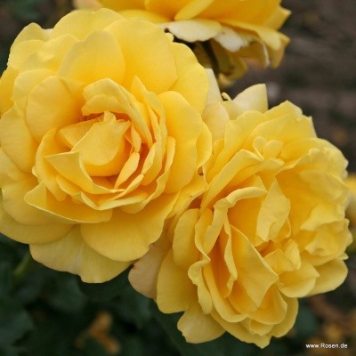 роза SUNMAID (штамб 80 см.)