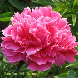 Paeonia herbaceous Hong Yan Fei Shuang (tube) Пион травянистый Утренний Иней