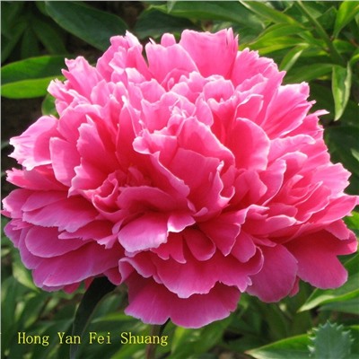 Paeonia herbaceous Hong Yan Fei Shuang (tube) Пион травянистый Утренний Иней