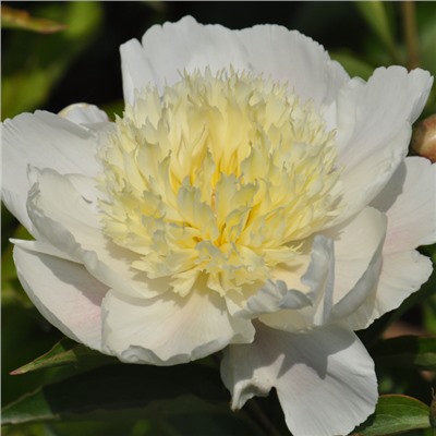 Paeonia herbaceous Jin Zan Ci Yu (tube) Пион травянистый Золотая Шпилька