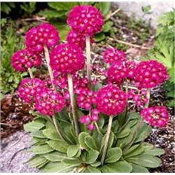 Примула мелкозубчатая	Primula dent. 'Rubin'	Р 9