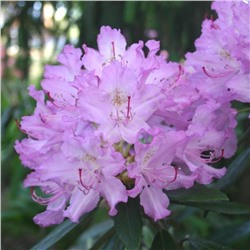Рододендрон Смирнова Rhododendron Smirnowii