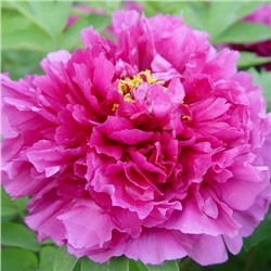 Paeonia tree luo yang hon (tube)  Пион древовидный Лиловая Фантазия