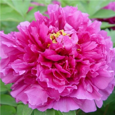 Paeonia tree luo yang hon (tube)  Пион древовидный Лиловая Фантазия