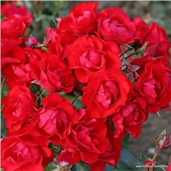 Rosa floribunda Black Forest Rose
