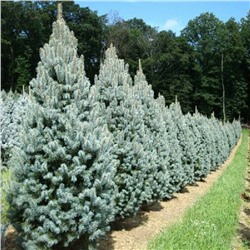 Picea pungens 'Iseli Fastigiata'	C2